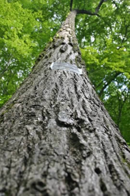 A Tall Tree